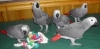 Parrots Eggs Available..
